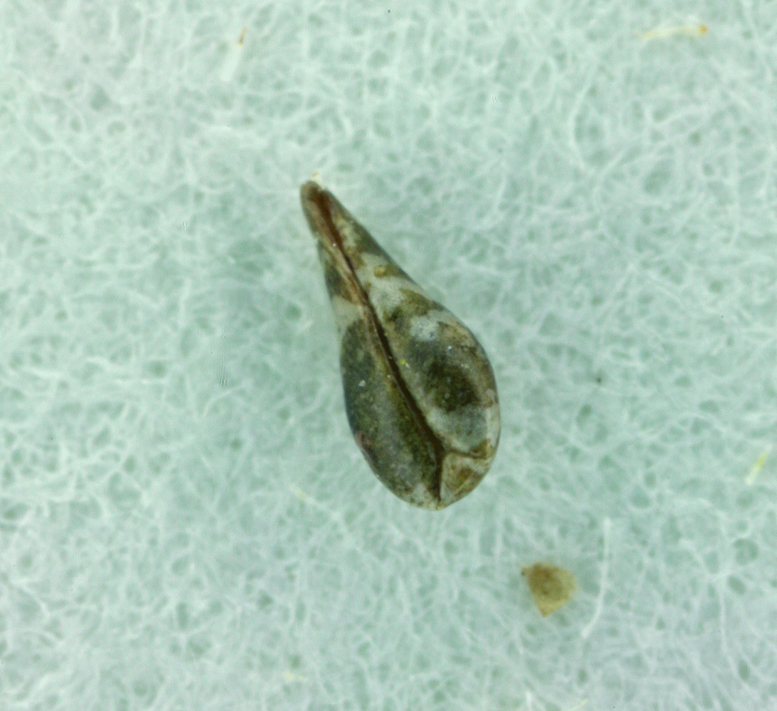 Cryptantha hispidula