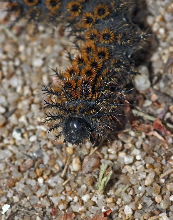 Hemileuca eglanterina