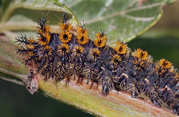 Hemileuca eglanterina Hemileuca eglanterina