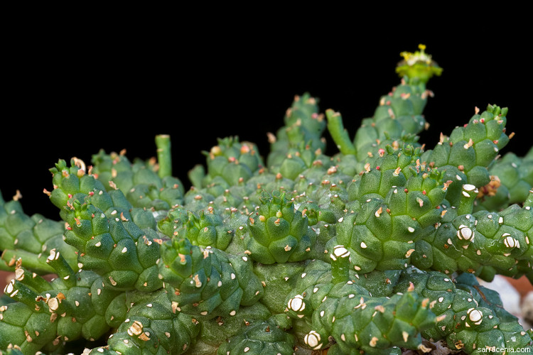 Euphorbia gorgonis var. brevirama
