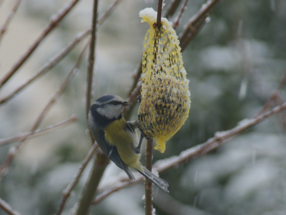 Cyanistes caeruleus Cyanistes caeruleus
