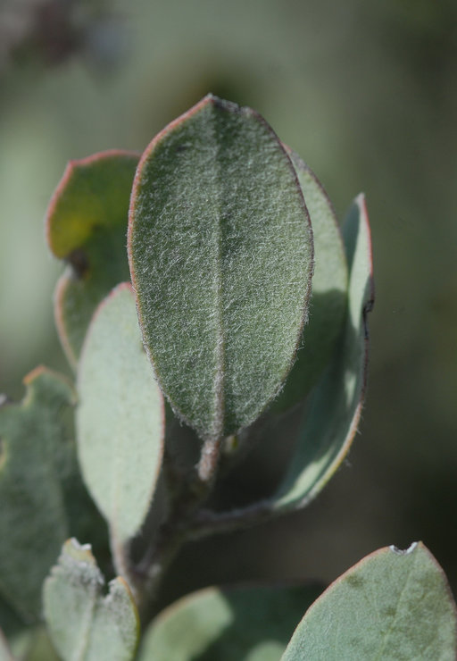 Arctostaphylos silvicola