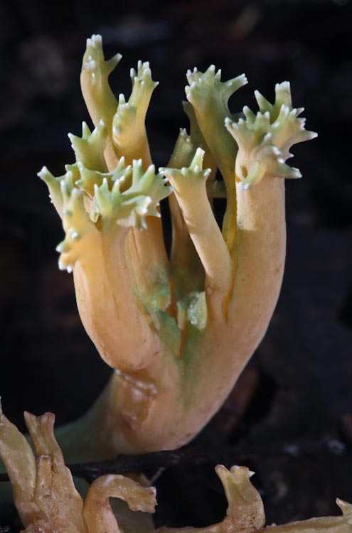 Ramaria apiculata Ramaria apiculata