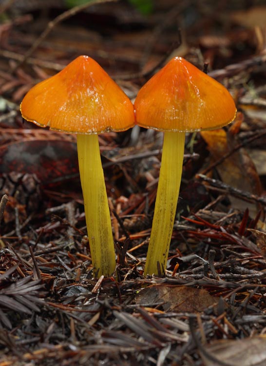 Hygrocybe conica Hygrocybe conica
