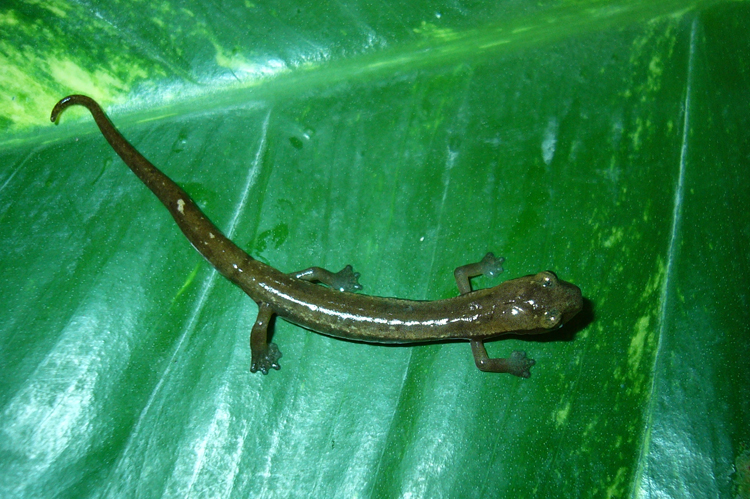 Bolitoglossa zacapensis