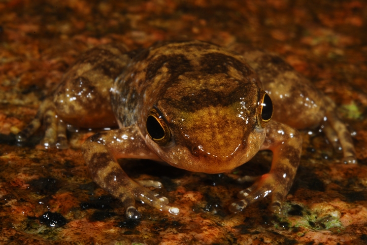 Taudactylus eungellensis Taudactylus eungellensis