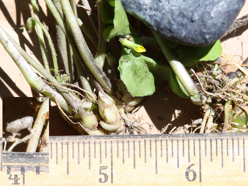 Viola sp.