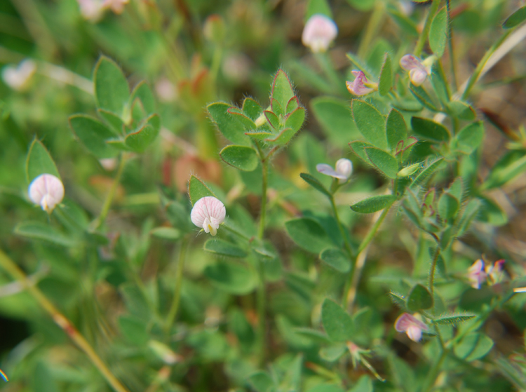 Lotus unifoliolatus var. unifoliolatus