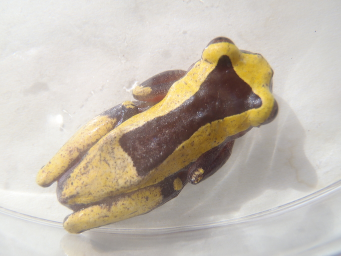 Dendropsophus triangulum