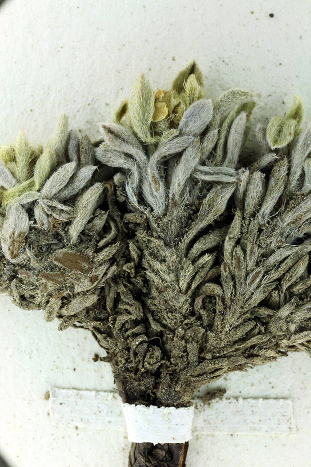 Oreocarya roosiorum