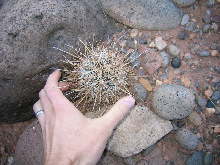 Sclerocactus parviflorus ssp. parviflorus Sclerocactus parviflorus ssp. parviflorus