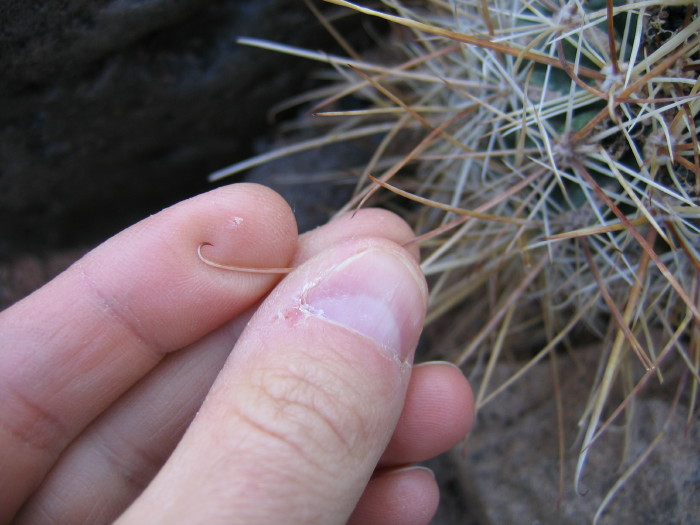 Sclerocactus parviflorus ssp. parviflorus Sclerocactus parviflorus ssp. parviflorus