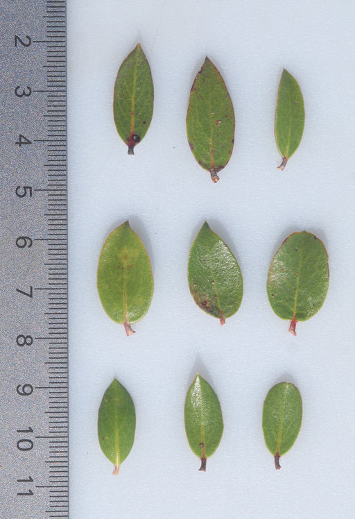 Arctostaphylos hookeri ssp. hearstiorum