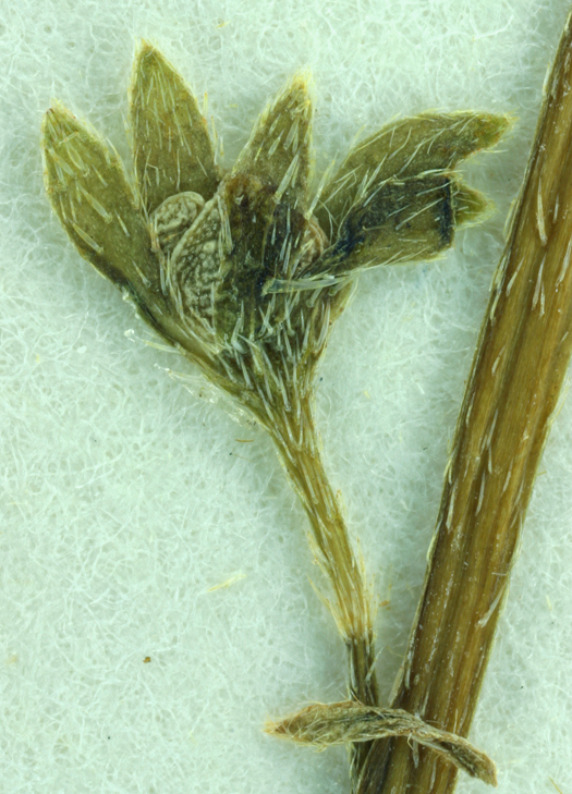 Plagiobothrys chorisianus var. hickmanii