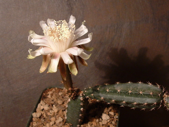 Peniocereus occidentalis