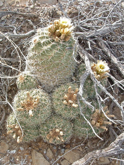 Sclerocactus mesae-verdae