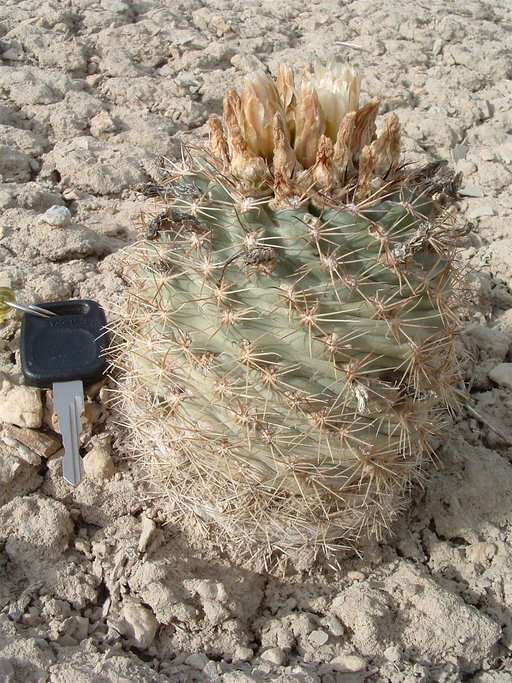 Sclerocactus mesae-verdae