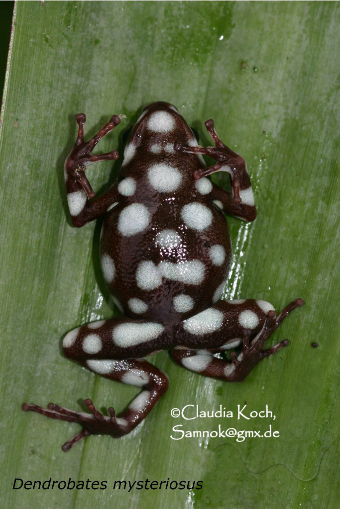 Excidobates mysteriosus Excidobates mysteriosus