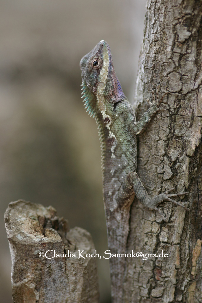 Calotes mystaceus Calotes mystaceus