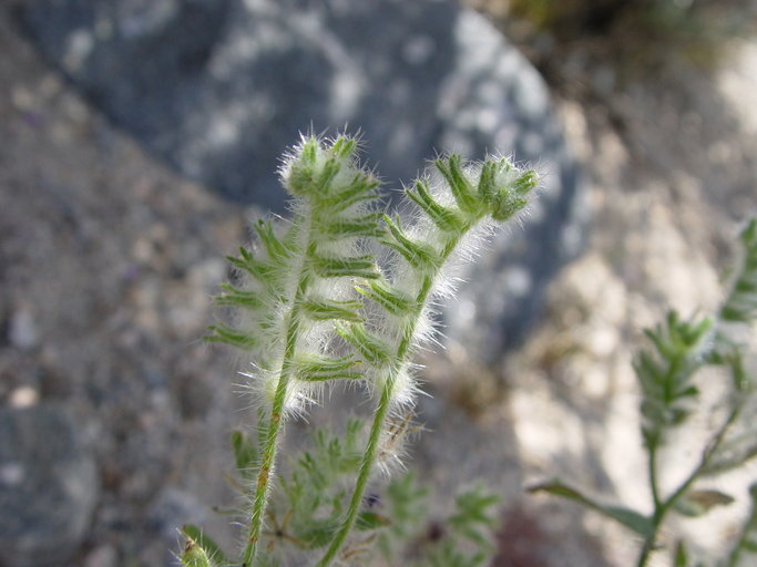 Cryptantha barbigera var. barbigera Cryptantha barbigera var. barbigera