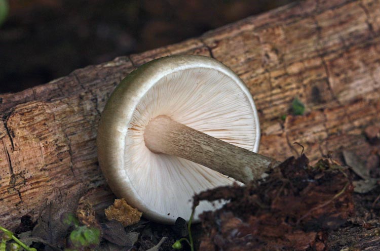 Pluteus cervinus Pluteus cervinus