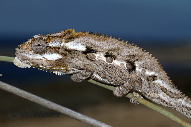 Bradypodion occidentale Bradypodion occidentale