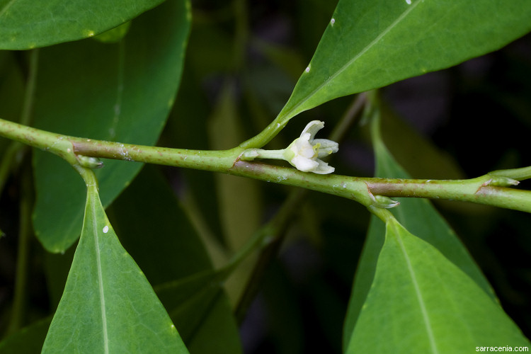 Erythroxylum coca (Coca plant)