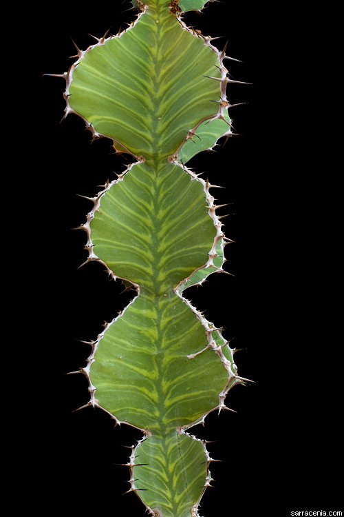 Euphorbia grandialata