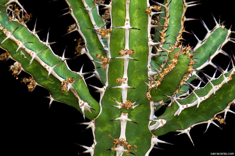 Euphorbia griseola ssp. mashonica