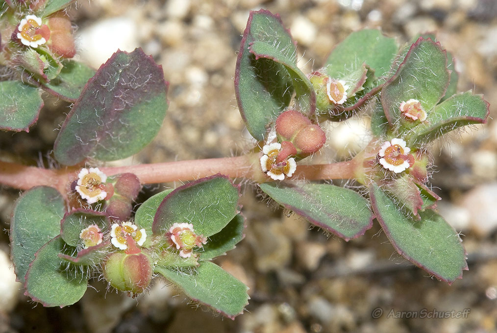 Euphorbia serpillifolia ssp. hirtula