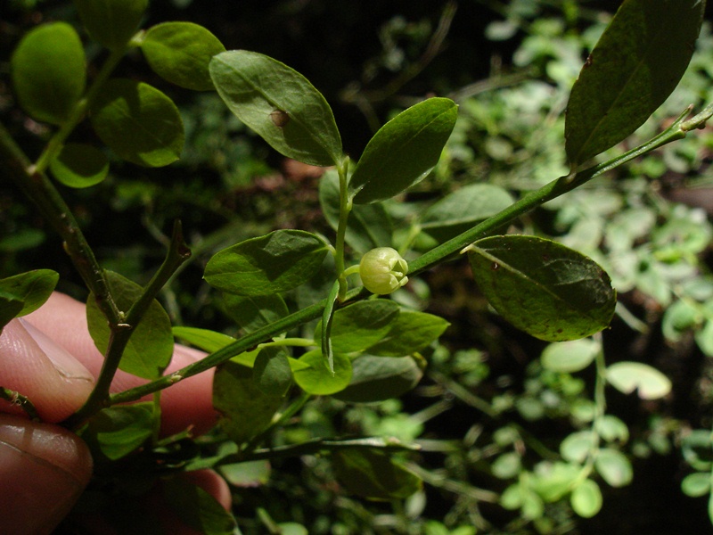 Vaccinium parvifolium