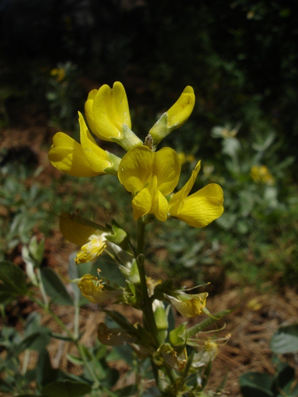 Thermopsis californica var. argentata