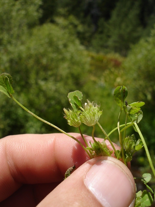 Trifolium cyathiferum