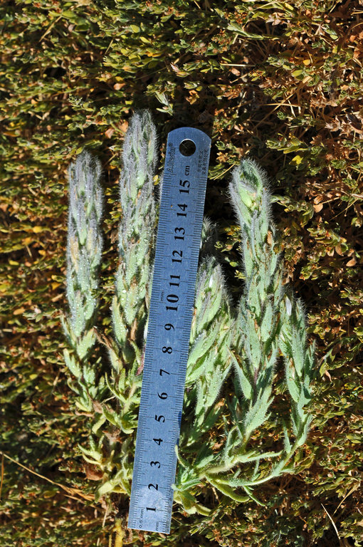 Chloropyron molle ssp. hispidum