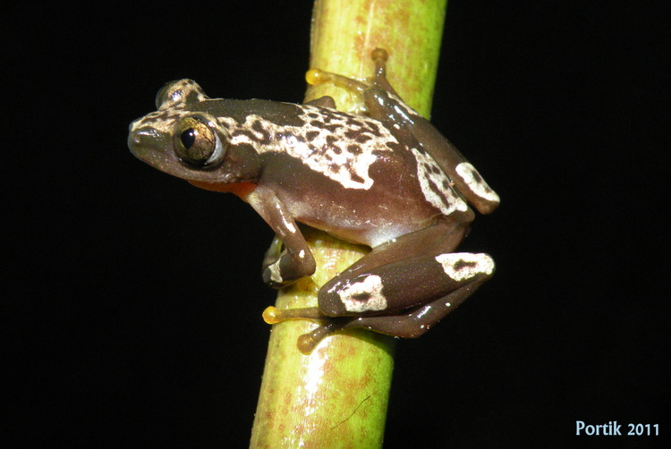 Afrixalus nigeriensis Afrixalus nigeriensis