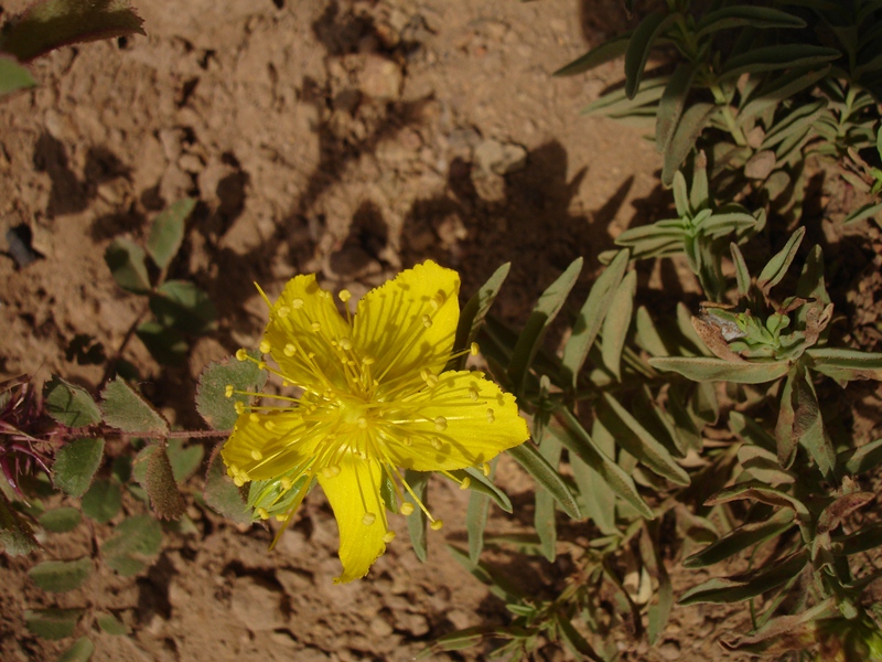 Hypericum concinnum