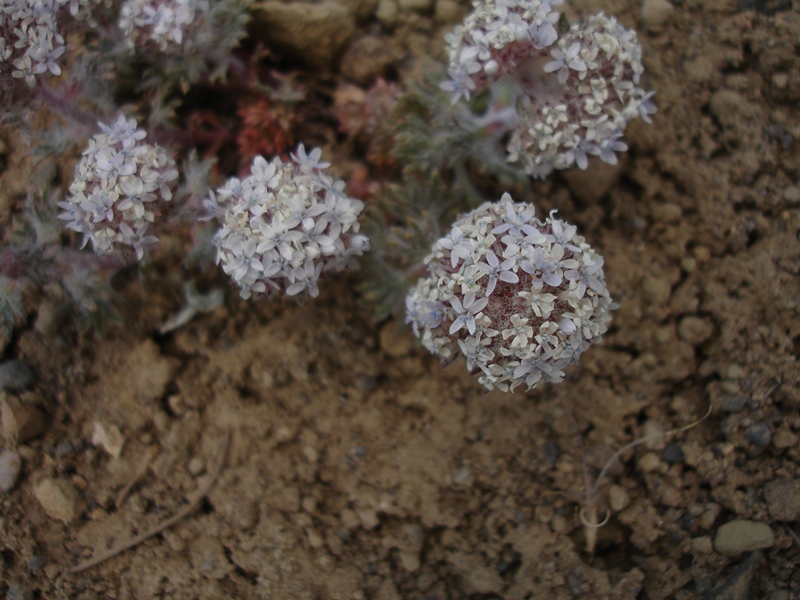 Ipomopsis congesta ssp. montana Ipomopsis congesta ssp. montana