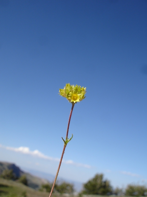 Ivesia gordonii Ivesia gordonii