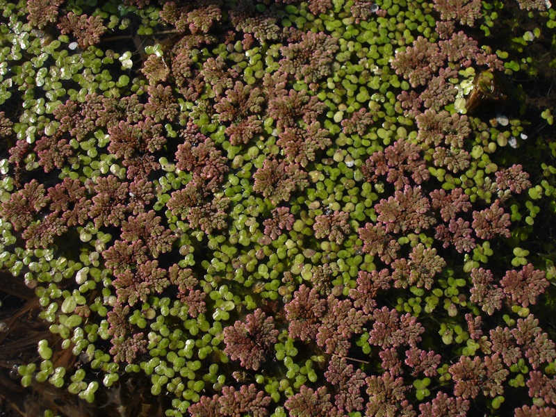 Lemna minor Lemna minor