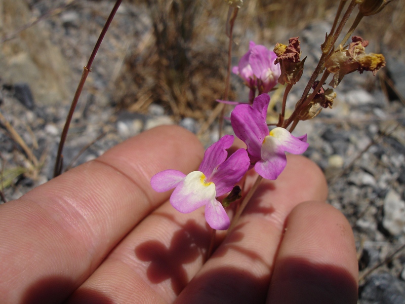 Linaria maroccana Linaria maroccana