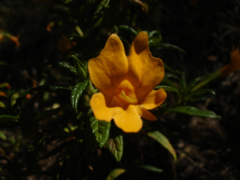 Mimulus aurantiacus var. aurantiacus