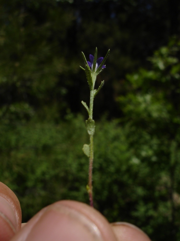 Githopsis diffusa ssp. robusta