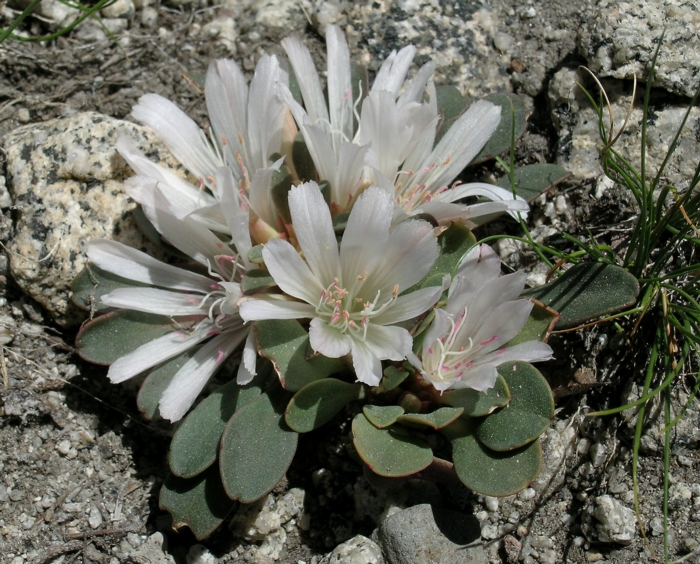 Lewisia kelloggii ssp. hutchisonii