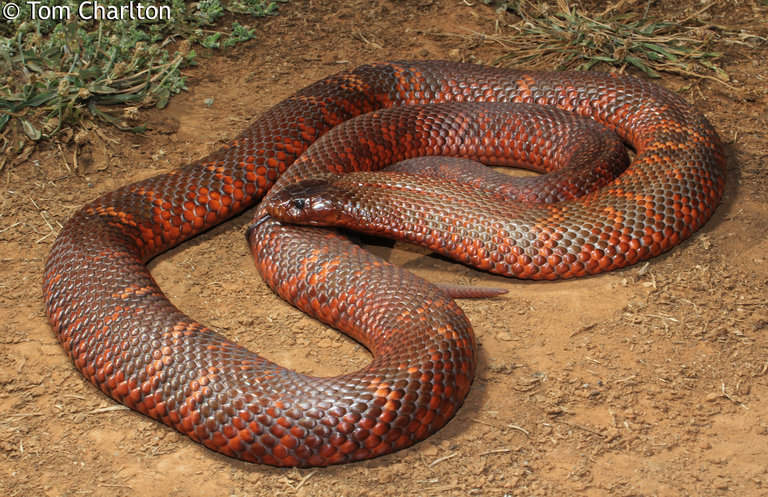 Pseudechis colletti Pseudechis colletti