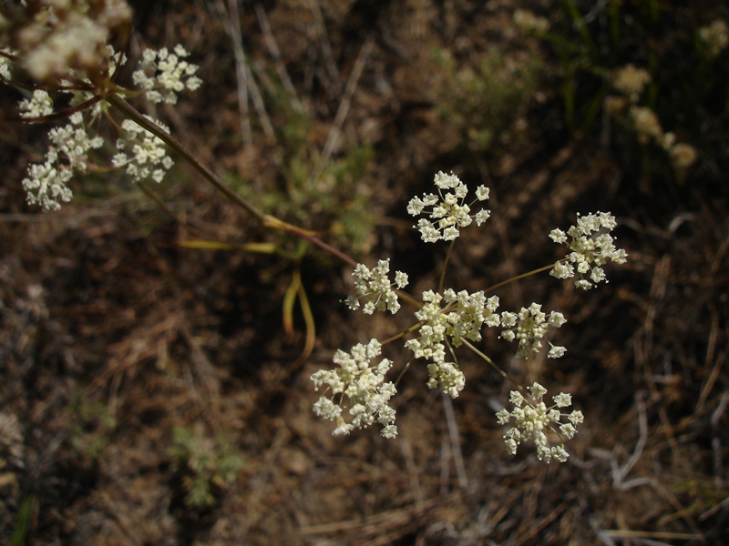 Perideridia lemmonii