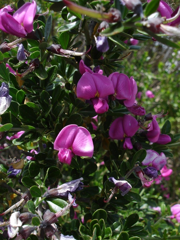 Pickeringia montana var. montana