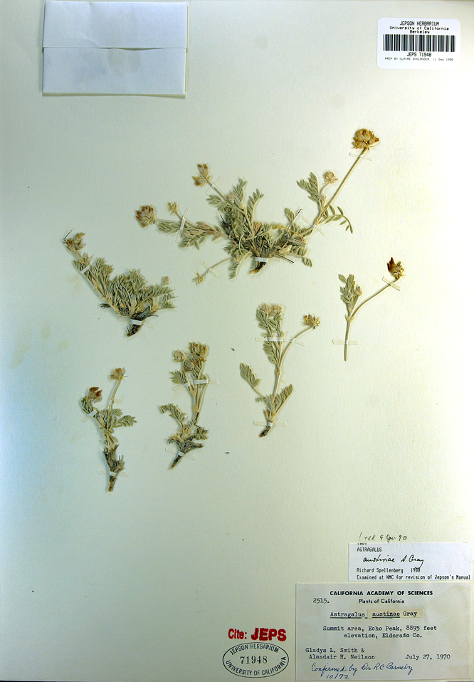 Astragalus austiniae