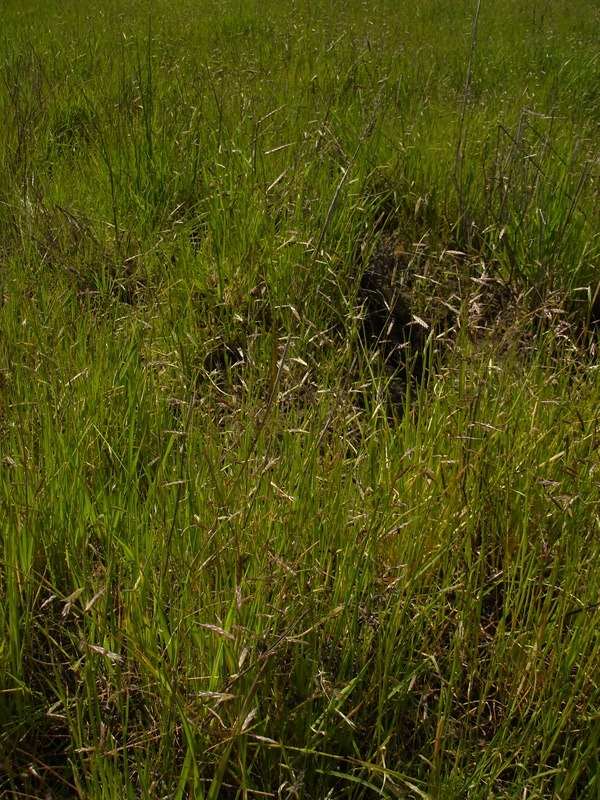 Pleuropogon californicus var. californicus Pleuropogon californicus var. californicus