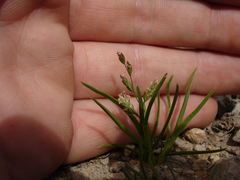 Poa annua Poa annua