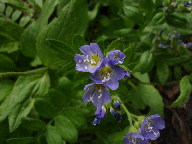 Polemonium californicum Polemonium californicum